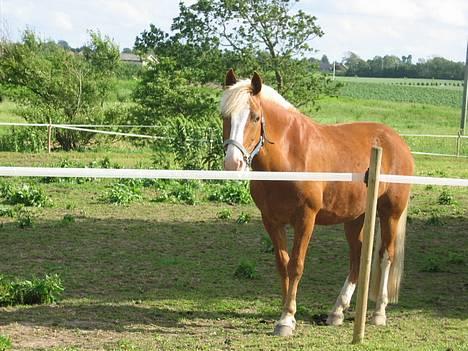 Anden særlig race <3Julius - Solgt :( - Julius på marken (: så sød han er! <33  billede 15