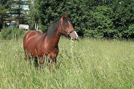 Welsh Cob (sec D) Lillelunds D'Artagnan - 17 måneder, en dejlig stor dreng :) billede 4