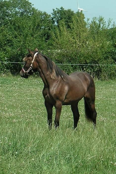 Welsh Cob (sec D) De Busies Bound for Glory - Der er meget at kigge på i den nye fold. billede 4