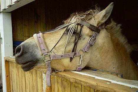 Fjordhest Nicki *Død* - Her stå han i spiletov.. billede 1