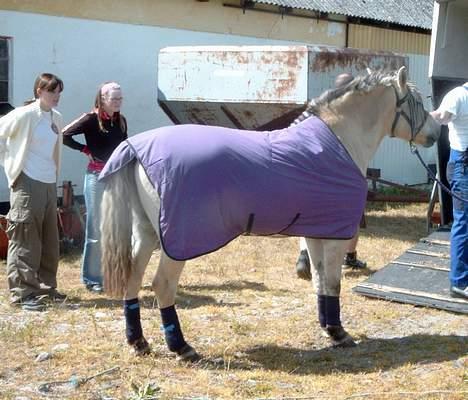 Fjordhest Nicki *Død* - skal til og hjem.. billede 2