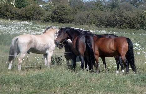 Fjordhest Nicki *Død* - han er lige kommet billede 3