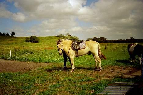 Fjordhest Nicki *Død* - skal ud og ride.. billede 4