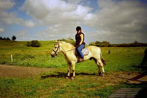 Fjordhest Nicki *Død* - skal ud og ride på ham.. billede 5