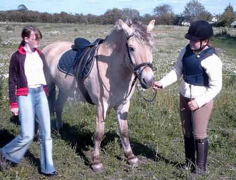Fjordhest Nicki *Død* - lisa og Nicki billede 6