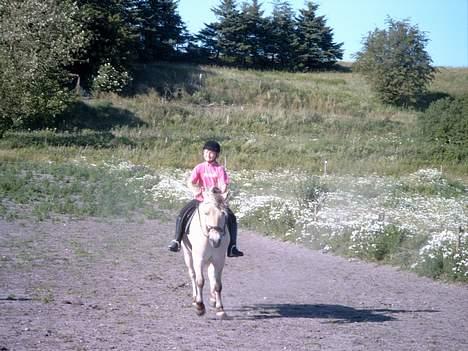 Fjordhest Nicki *Død* - min kusine rider på ham.. billede 9