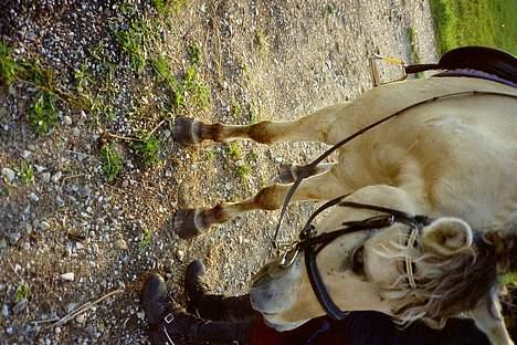 Fjordhest Nicki *Død* - Han elsker at blive nussert billede 10