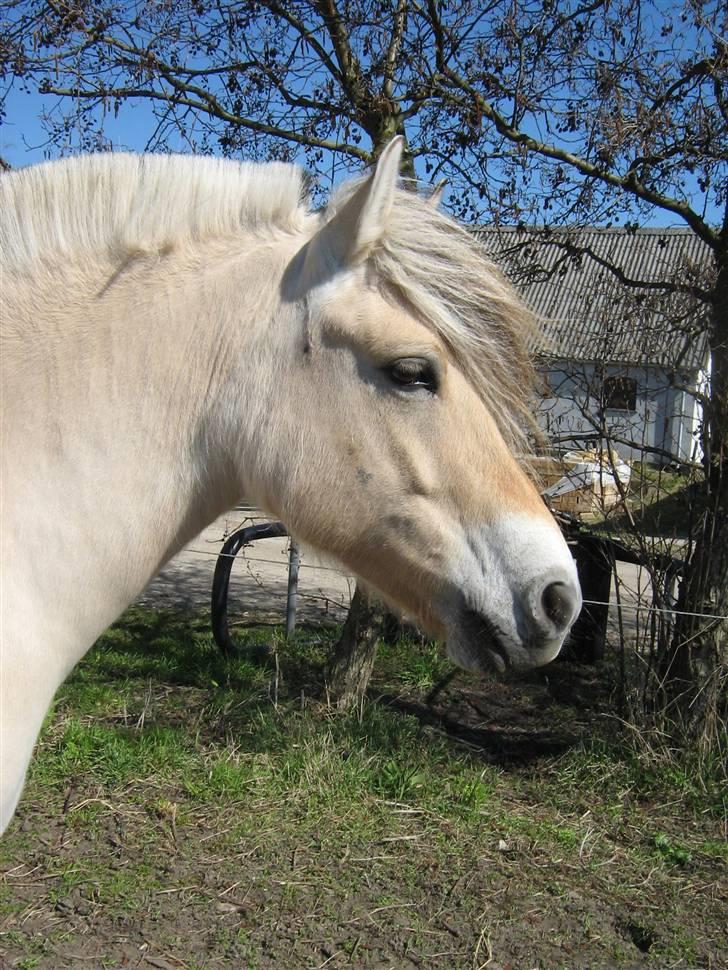 Fjordhest Fea Strødam  - April 10 billede 1