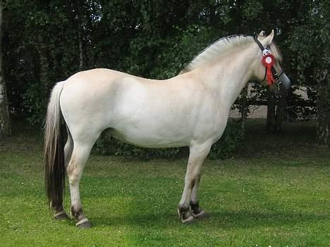 Fjordhest Fea Strødam  - Fea Strødam kåring 2006 helfigur billede 2