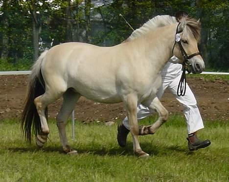 Fjordhest Fea Strødam  - Fea Strødam 3 års Roskilde Dyrskue 2006 billede 4