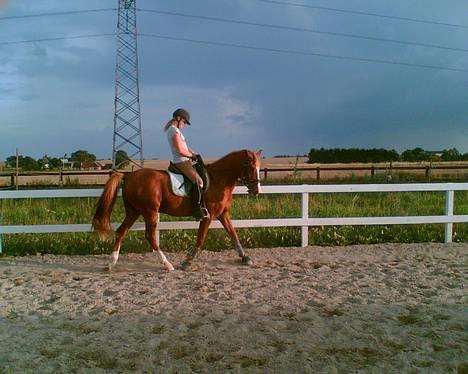 Hollandsk Sportspony Maxwell <,3 - Maxwell <3 Dressur billede 13