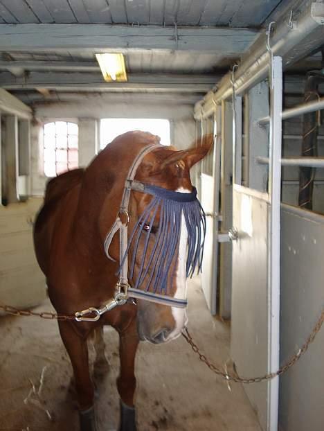 Hollandsk Sportspony Maxwell <,3 - Maxwell  <333 i stalden . 28/07 billede 14