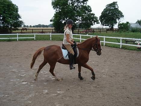 Hollandsk Sportspony Maxwell <,3 - Max i galop .  billede 15