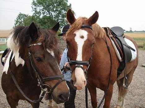 Hollandsk Sportspony Maxwell <,3 - Det smukke par . Ny gifte :D  billede 16