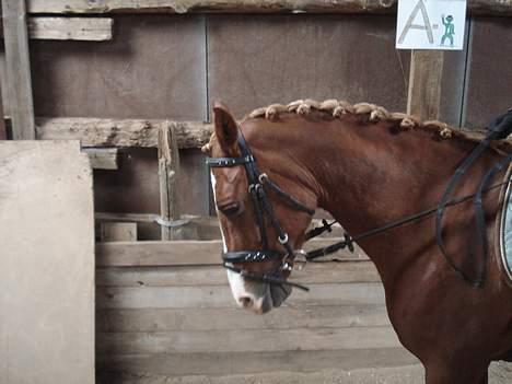 Hollandsk Sportspony Maxwell <,3 - Parade i ridehuset. billede 17