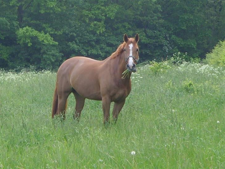 Dansk Varmblod Cathila - På foold billede 1