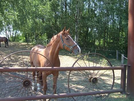 Dansk Varmblod Cathila - På Østerluund :-)  billede 2