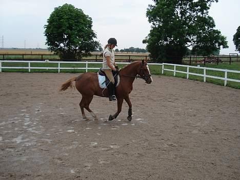 Hollandsk Sportspony Maxwell <,3 billede 19