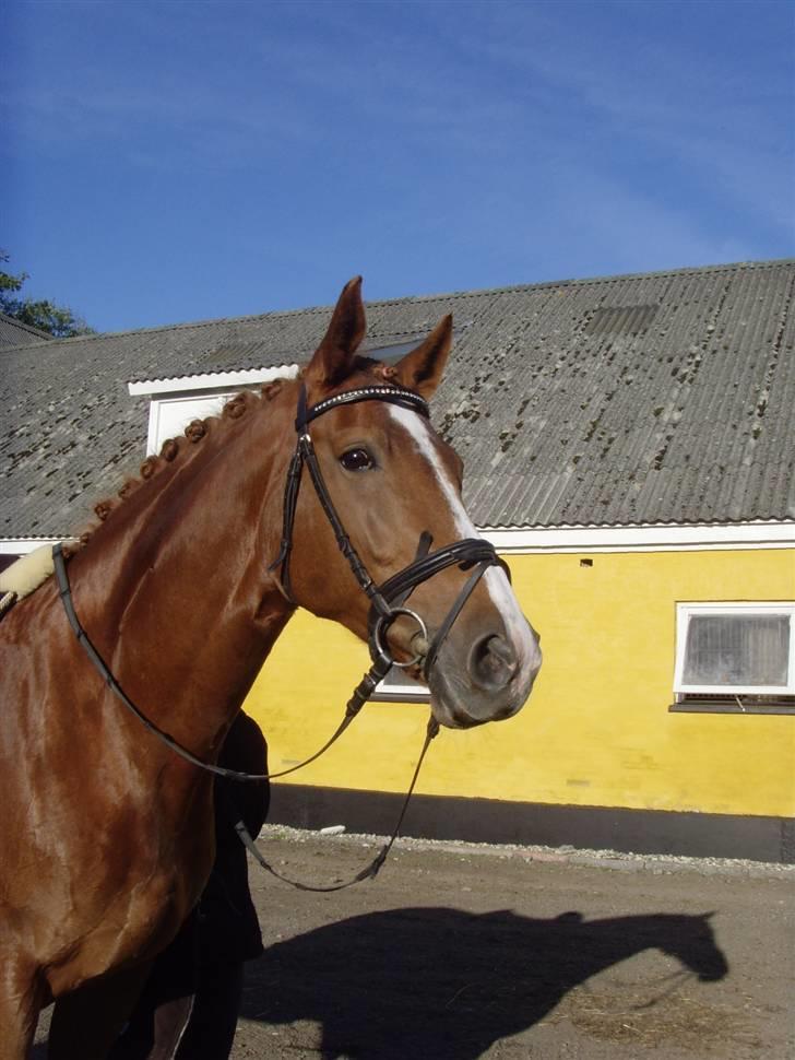 Dansk Varmblod Cathila - Cathilaa billede 3