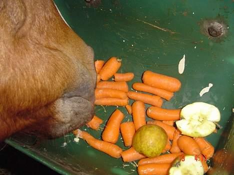 Hollandsk Sportspony Maxwell <,3 billede 20