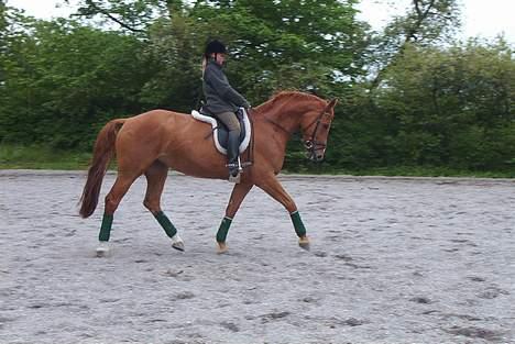 Dansk Varmblod Cathila - Thila og mig for 3 år siden billede 5