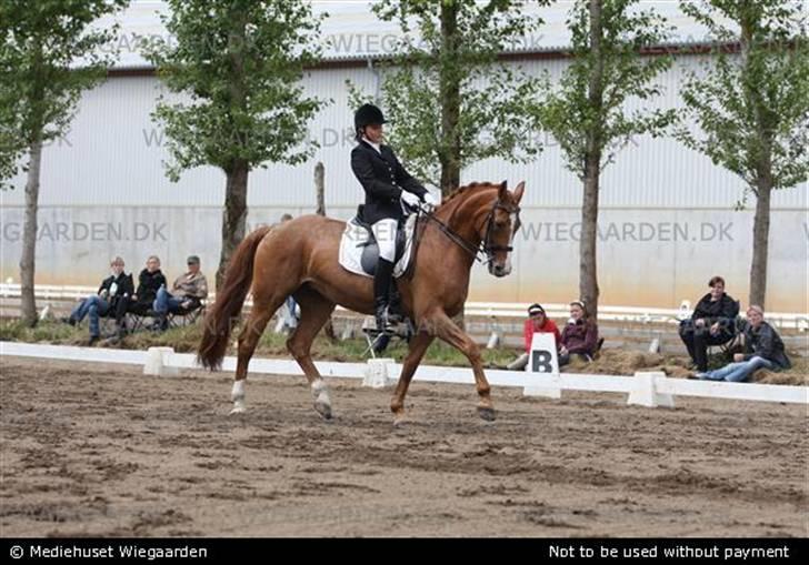 Dansk Varmblod Cathila - sååå fiiin billede 6
