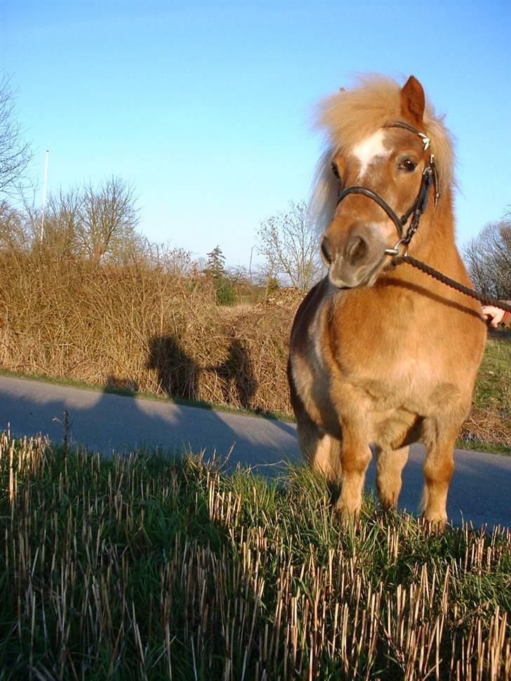 Shetlænder Sanne Bomlund  - Sanne i aftensolen - Dette billede er i Ridehesten Junior, maj nummeret ´07 billede 17
