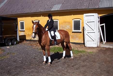 Dansk Varmblod Cathila - Til vores første stævne for 3½ år siden :D billede 7