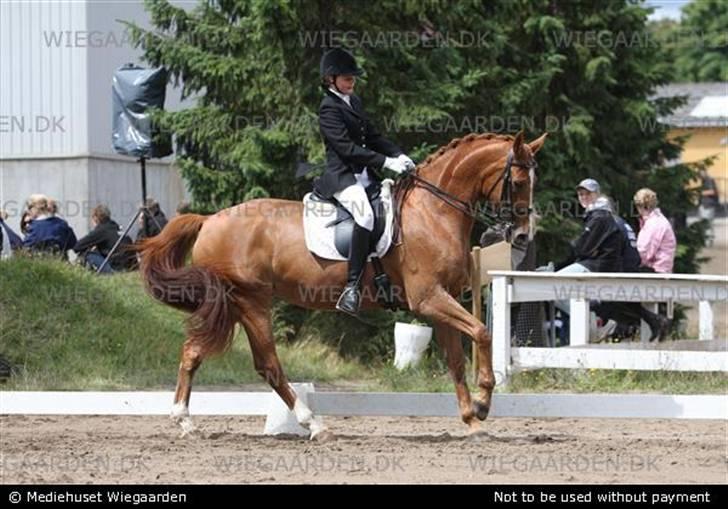 Dansk Varmblod Cathila - mb2 jysk rideuge. billede 8