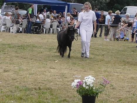 Shetlænder Isabella- Død  - Dyrskue Ribe 2006 billede 15