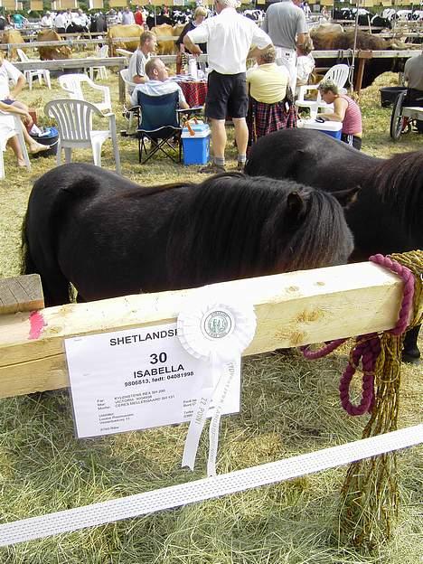 Shetlænder Isabella- Død  - Dyrskue Ribe 2006.. hun er så lille at man næsten ikke kan se hende bag bommen:-)  billede 17