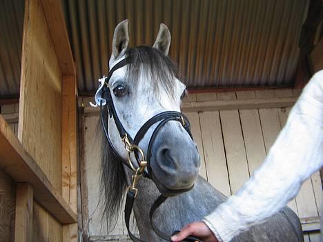 Welsh Pony (sec B) Lyngvejens Kikki <´3 *Solgt* -  (1)  Dyrskuet: så skal vi snart ud på banen igen og vise os billede 1