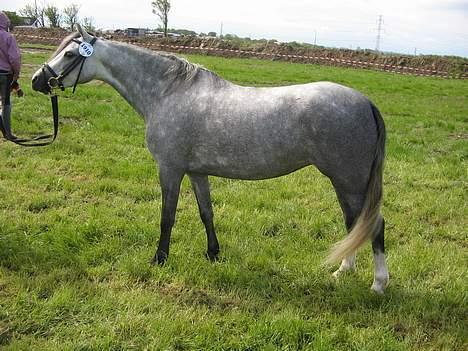 Welsh Pony (sec B) Lyngvejens Kikki <´3 *Solgt* -  (2)  Dyrskuet: står jeg ikk pænt c",) =oD billede 2