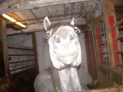 Welsh Pony (sec B) Lyngvejens Kikki <´3 *Solgt* -  (3)  Smil til fotografen =oD billede 3