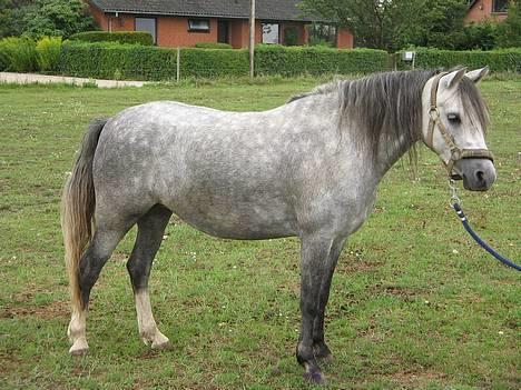 Welsh Pony (sec B) Lyngvejens Kikki <´3 *Solgt* -  (4)  Her er jeg på fold og jeg har fået øje på noget meget spendene billede 4