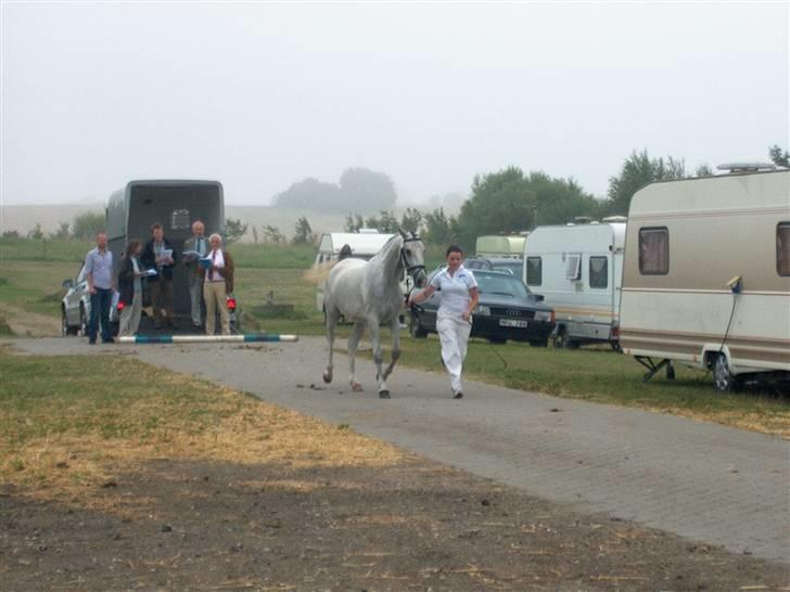 Shagya Araber (SH) <3 Sharabi <3 - Fremvisning på hård bund Vilhelmsborg 07 billede 5