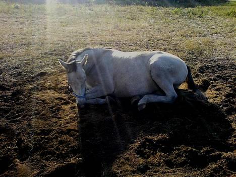 Shagya Araber (SH) <3 Sharabi <3 - ZzzzzzZZZzzz billede 6