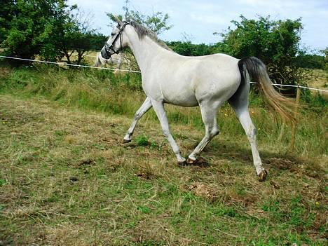 Shagya Araber (SH) <3 Sharabi <3 billede 11