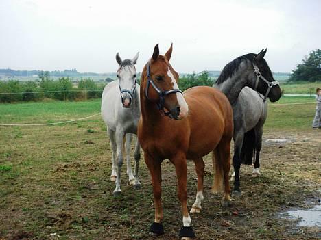 Shagya Araber (SH) <3 Sharabi <3 - cherié, shrarbi og waterman  billede 15