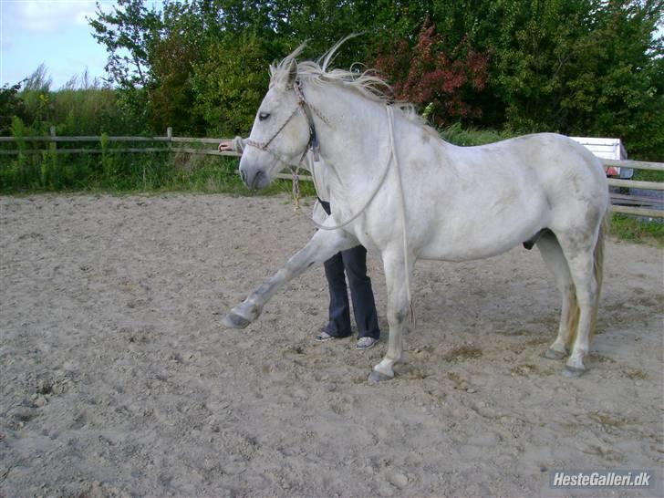 New Forest Nero - er så småt ved at lærer spansk skridt. D. 12-09-2007 billede 11