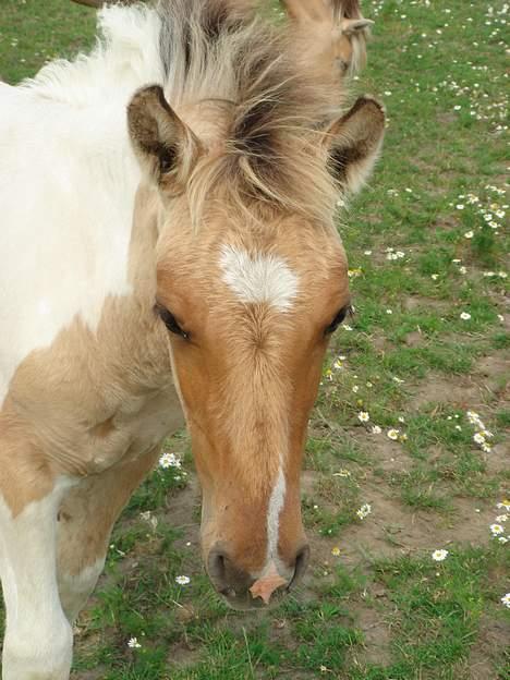 Anden særlig race Fredensdal´s Diva - 2 måneder :) billede 6