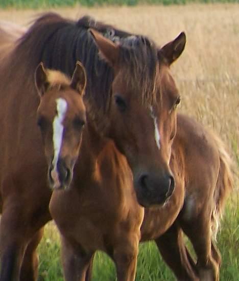 New Forest Lajka R.I.P billede 18