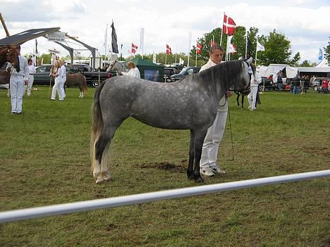 Welsh Pony (sec B) Lyngvejens Kikki <´3 *Solgt* -  (5)  Her bliver min bedømelse råbt op...hehe=)

Og den var god:) billede 5
