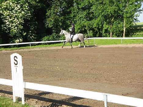 Welsh Pony (sec B) Lyngvejens Kikki <´3 *Solgt* -  (6)  Ååh nej... Et dommerhus.!! Det er farligt..!!!! billede 6