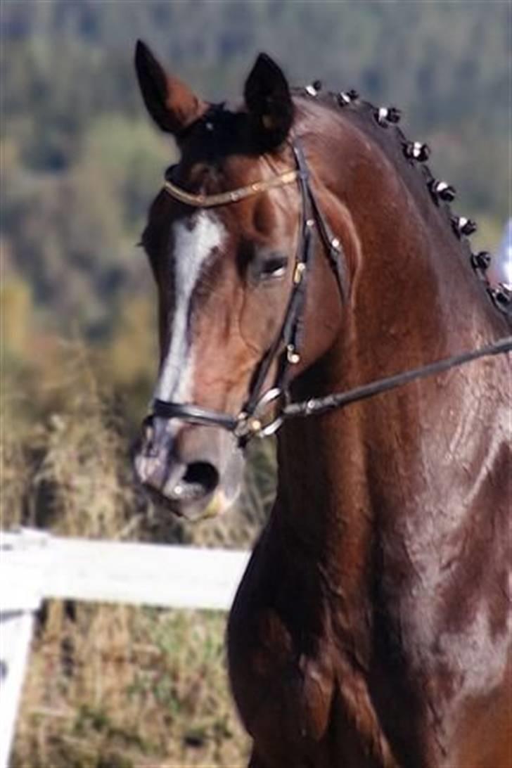 Dansk Varmblod Dinétt Stengaard *SOLGT* - Min dejlige dinett stengaard. Du er elsket og savnet billede 10