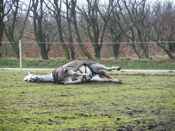 Dansk Varmblod Casina R.I.P. - IIhh det klør! billede 5