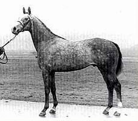 Dansk Varmblod Casina R.I.P. - Casinas far, Port Royal xx billede 10