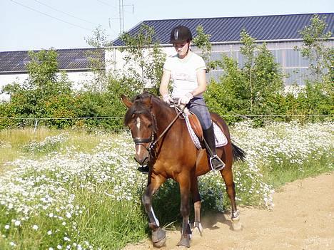 Anden særlig race Filur rakosi  solgt - dressur efter 2 uger fri billede 17