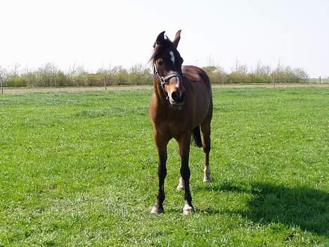 Anden særlig race Filur rakosi  solgt - så tag det billede vis du skal jagte mig helle tiden billede 18