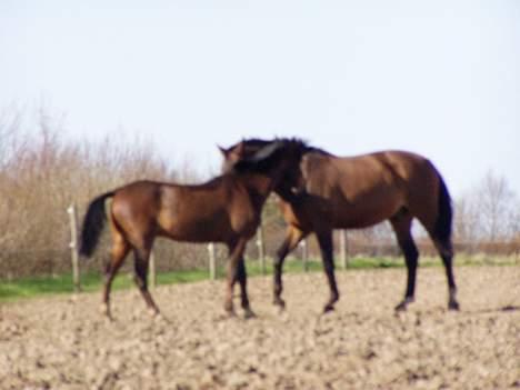 Anden særlig race Filur rakosi  solgt - jeg er ikk lille skal dy have nogen tæsk billede 19